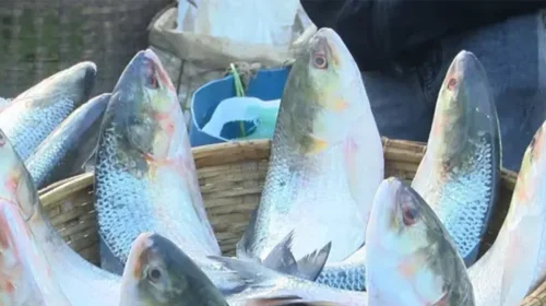 দৈনিক আশুলিয়া